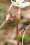 dwarf sundew